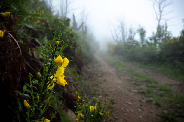 yellow broom plant flower. landscape, in foggy rainy day, showing a path in a mountain covered in forest, south france in spring