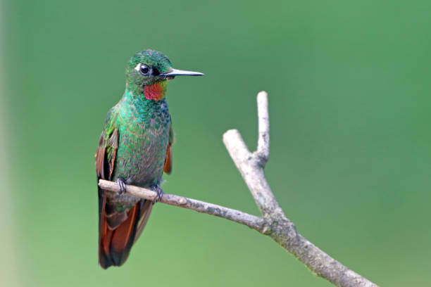 istock male Brazilian Ruby (Heliodoxa rubricauda) perched on a branch on a green background 2153660672