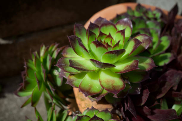 istock Laxmi Kamal or Sempervivum Calcareum Succulent 2153661254