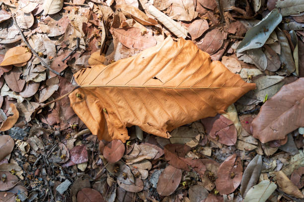 A leaf is laying on the ground, surrounded by other leaves. The leaf is brown and has a slightly curved shape. Concept of autumn, with the leaves falling from the trees.