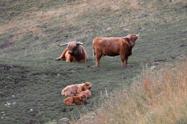 Bovini presso Seceda