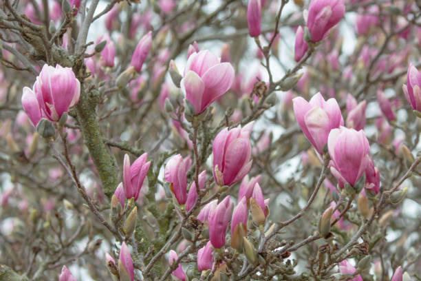 istock Beautiful Spring Tulip-Magnolia tree- Howard County, Indiana 2153663193