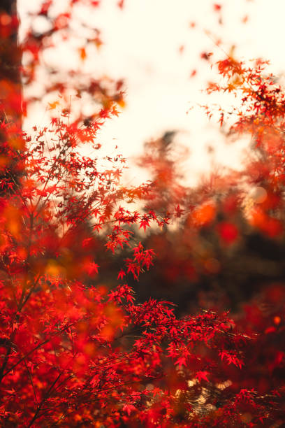 istock Vibrant Red Autumn Leaves 2153664435