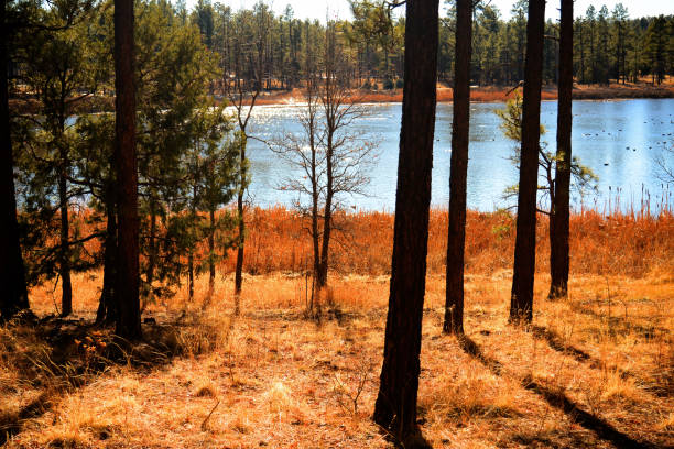 istock Lake of the Woods Arizona 2153665949
