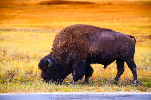 istock A full image of a Wild Bison 2153667684