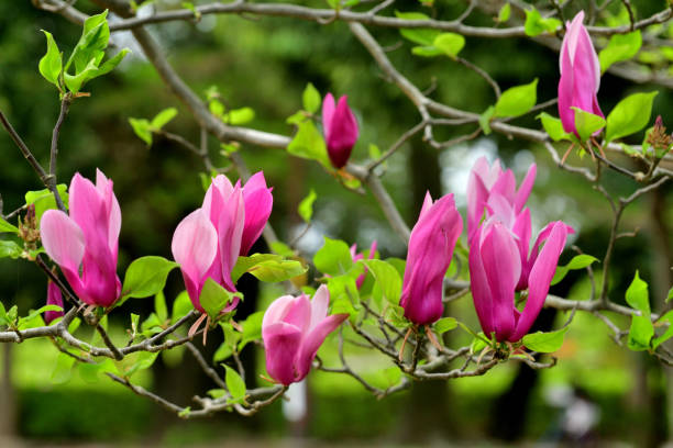 istock Magnolia liliiflora / Lily Magnolia: Ornamental, Multi-stemmed, Deciduous Tree with Lily-shaped Flowers 2153667797