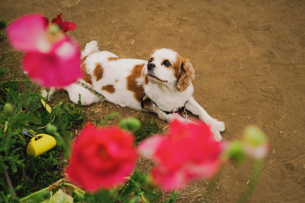 istock Cavalier Charles Spaniel walking in a poppy field 2153669523