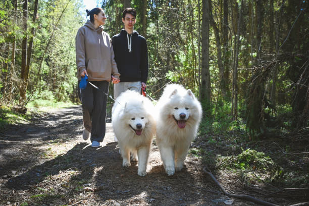 young couple walking in the forest with Samoyeds
