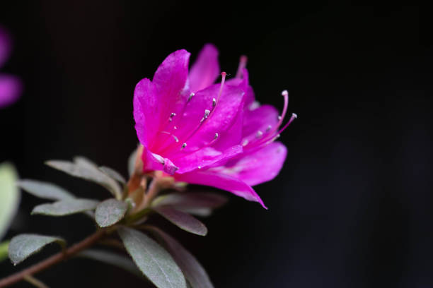 Azalea in macro
