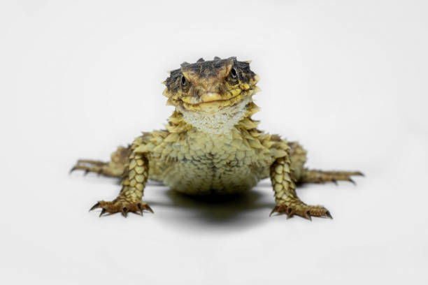 a lizards climbs through a bush in search of food