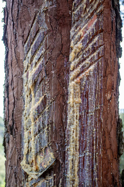 istock Resinous pine sap appears when coniferous wood is damaged 2153678759