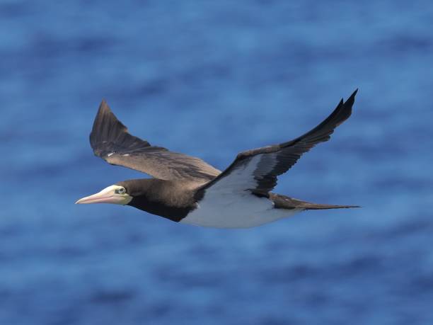 istock A single, adult Brown Booby flies overhead against a deep blue ocean 2153678858