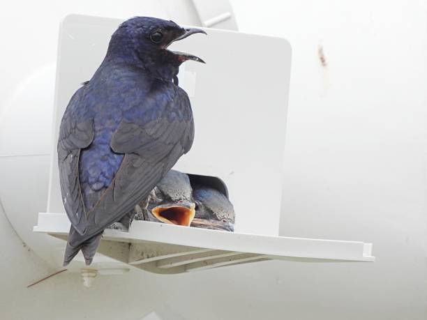 Purple Martin - family