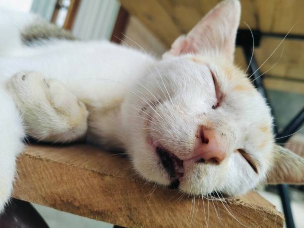 istock Stray cat sleeping on the wooden bench 2153681190