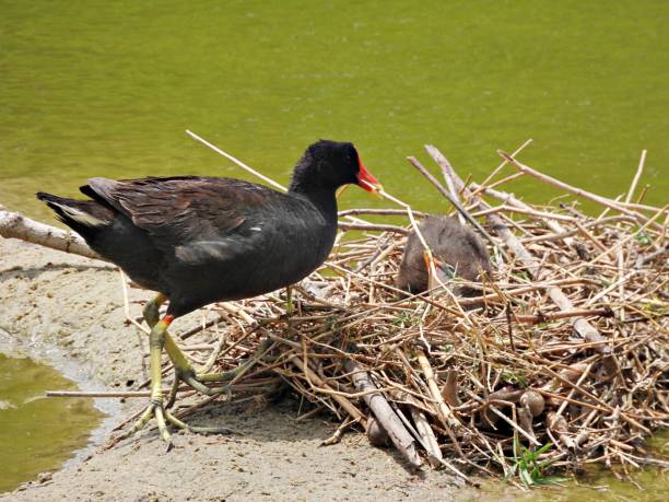 istock Common Gallinule (Gallinula galeata) - Mom with juvenile in the nest 2153681960