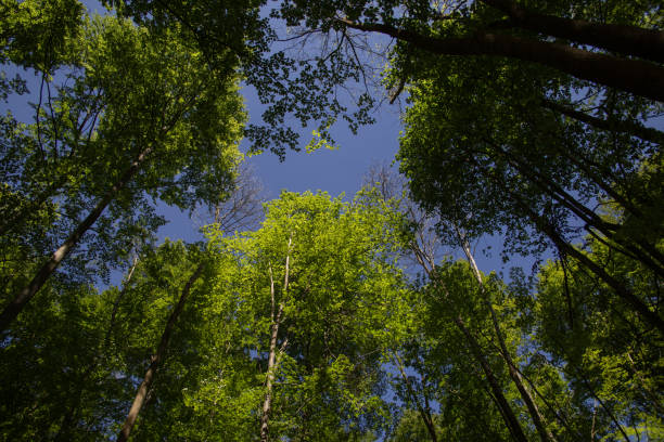 istock Spring bright green young foliage against a blue clear sunny sky. Beech forest canopy. 2153684068