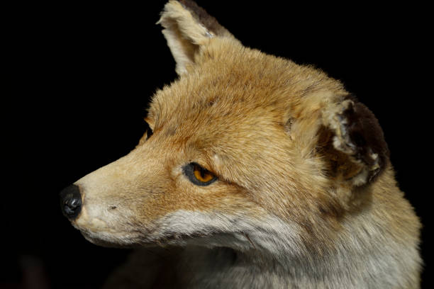 Portrait of a stuffed fox