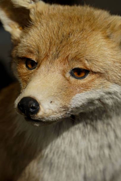istock Portrait of a stuffed fox 2153687051