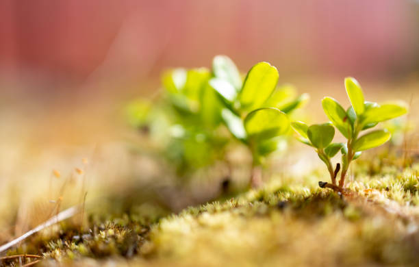 istock A young blueberry plant 2153687440