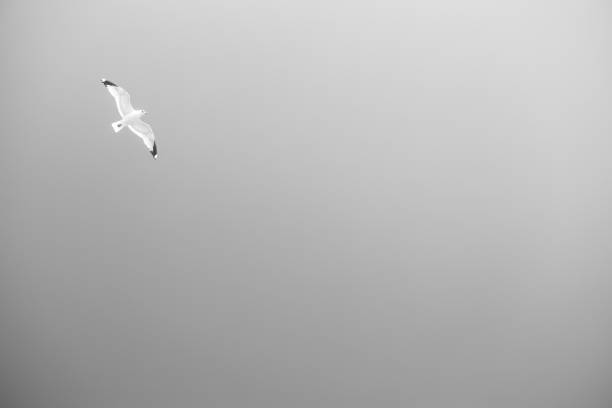 A single seagull on the sky in black and white