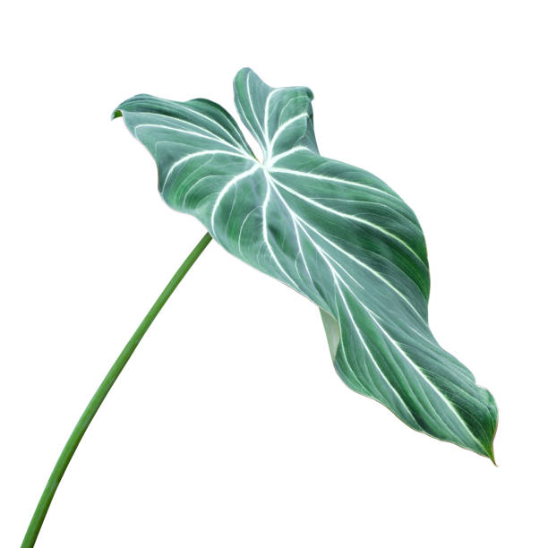 istock Decorative Foliage Leaf of Philodendron Plant Isolated on White Background with Clipping Path 2153689305