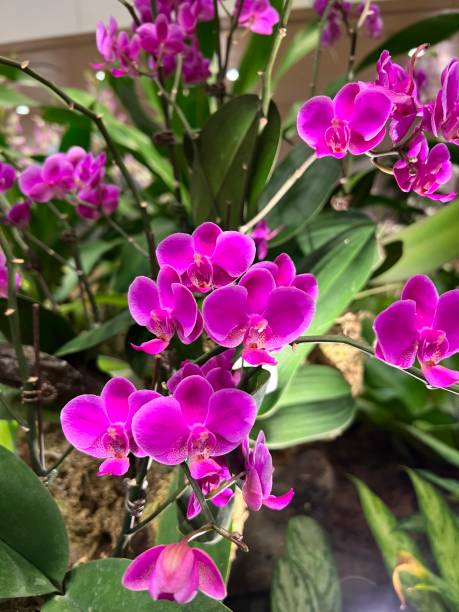 istock Flower - Phalaenopsis Orchid 2153691913