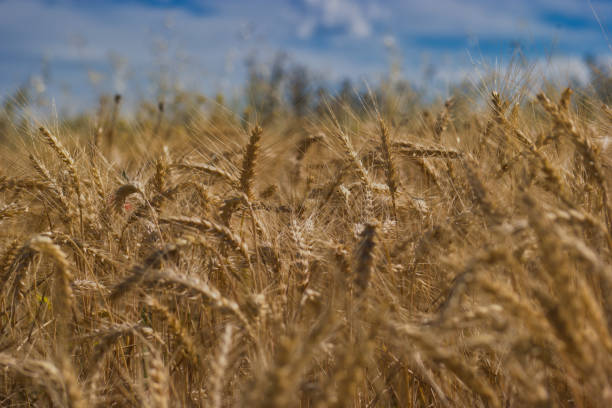 istock background, patterns, ears, grain, plants, flora, agriculture, light, spring, nature, 2153692556