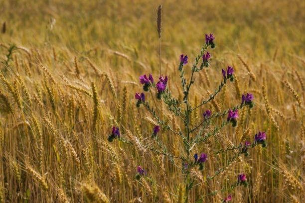 spring background view of ears of grain in the field
