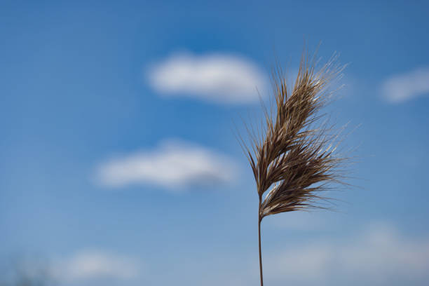 spring background view of ears of grain in the field