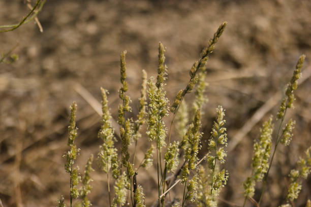 spring background view of ears of grain in the field