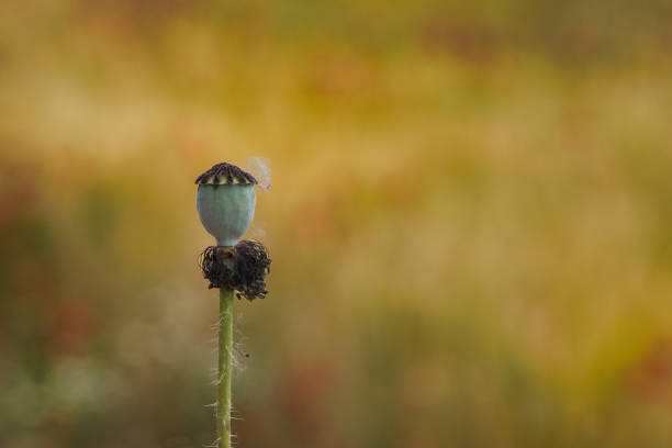 Poppy bud