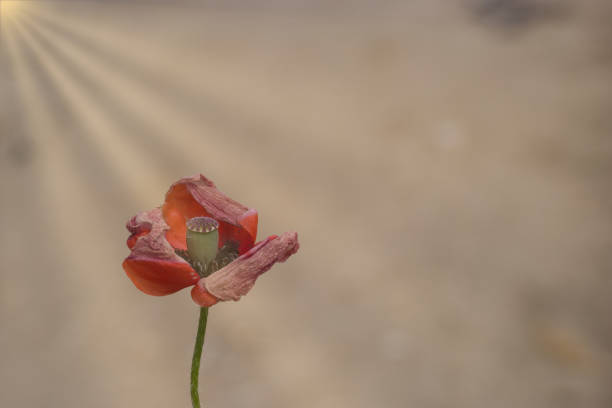 field plant growing in the field in spring nature