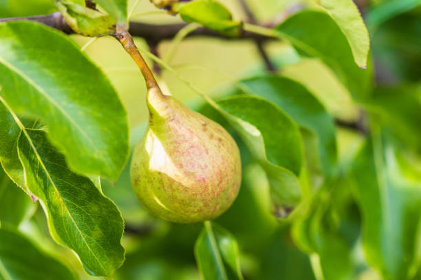 Fresh green pear grows on branch on a sunny day, natural food