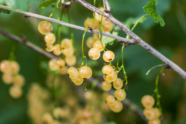istock Yellow berries macro photo with selective soft focus. The white currant 2153693594