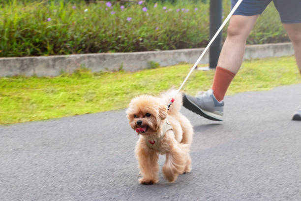 istock A cute little dog and a person 2153694780
