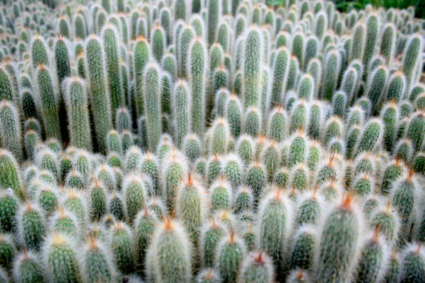 A close-up image showing the texture of several cactus different sizes