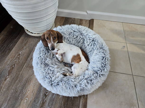 istock Dachshund curled up in bed 2153696054