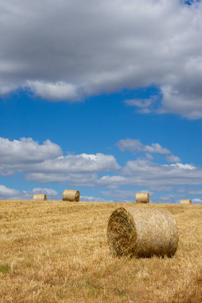 Hay bales rolled up in a scenic Alentejo field.