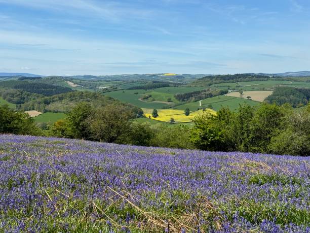 istock Bluebells on hill overlooking English countryside 2153700708