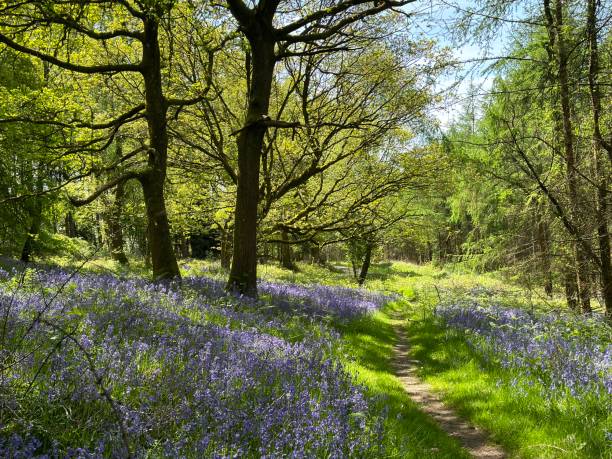 istock English countryside with sun casting shadows on grass and bluebells 2153701594