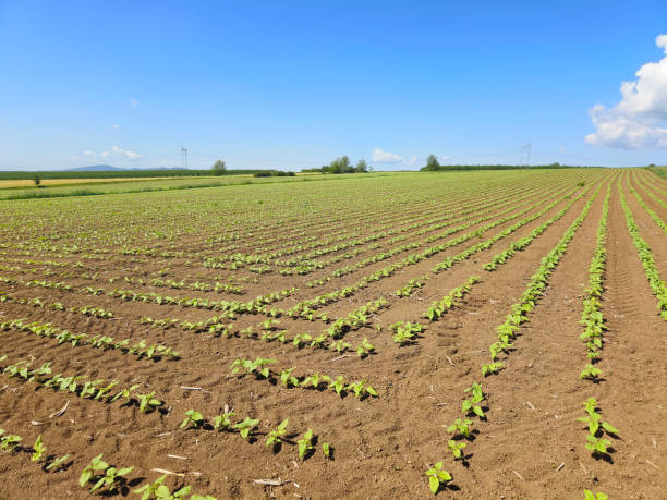 istock Growing sunflower agricultural field 2153701827