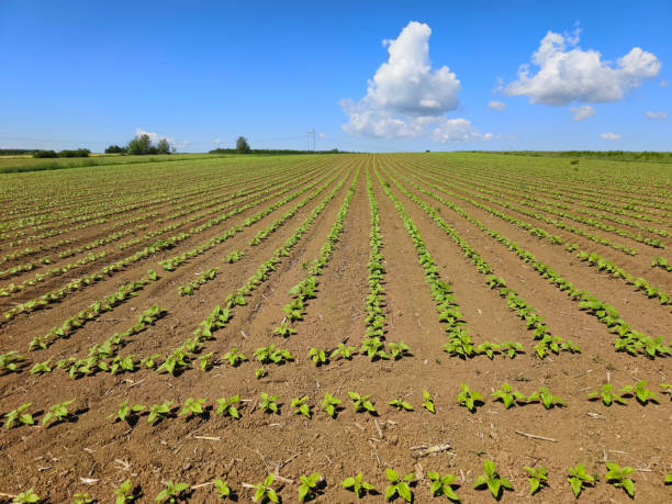 istock Growing sunflower agricultural field 2153701830