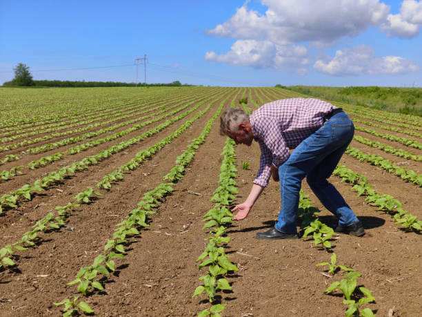 istock Growing sunflower agricultural field 2153701835