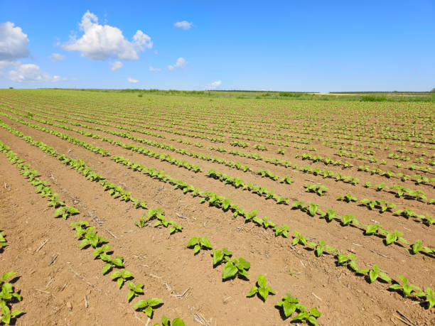 young sugar beet in the field in spring, a field with white beetroot for the production of white beet sugar