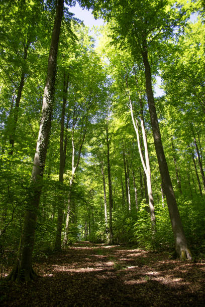 istock Sunny earthen road through a forest with tall slender trees, the sun breaks through the trees. 2153705192