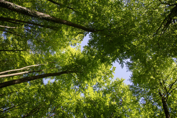 istock Spring bright green young foliage against a blue clear sunny sky. Beech forest canopy. Vertical frame. 2153705552