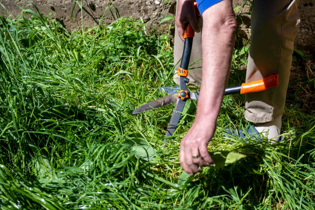 istock Handle large grass shears. Trimming grass lawn with garden shears. Old male hands cut grass with large metal scissors. Large grass shears. 2153706152