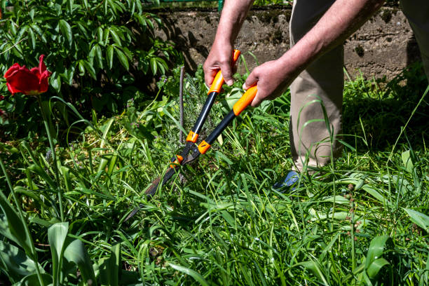 istock Handle large grass shears. Trimming grass lawn with garden shears. Old male hands cut grass with large metal scissors. Large grass shears. 2153706179