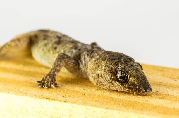 istock A lizard is laying on a wooden surface 2153708590