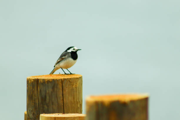 Wagtails are a group of passerine birds that form the genus Motacilla in the family Motacillidae. The common name and genus name are derived from their characteristic tail pumping behaviour. Together with the pipits and longclaws they form the family Motacillidae.